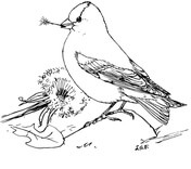 Goldfinch coloring pages free coloring pages