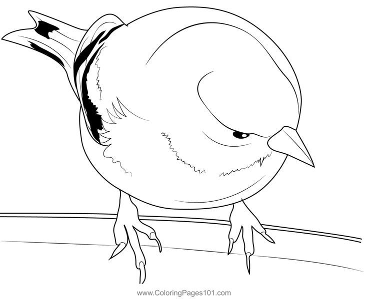 American goldfinch coloring page coloring pages coloring pages for kids color