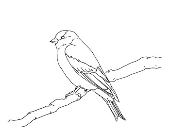 American goldfinch coloring page by mama draw it tpt