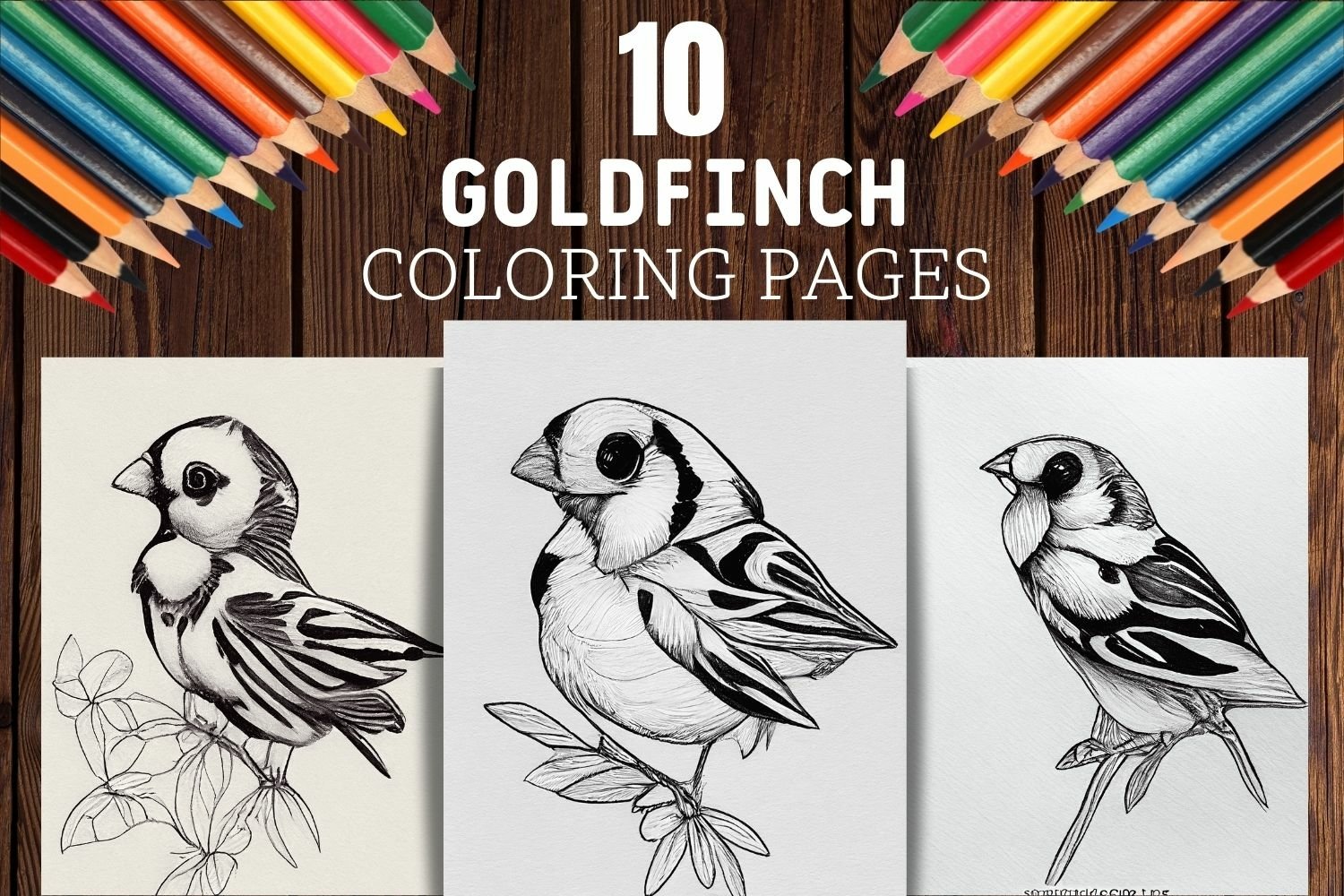 Goldfinch coloring pages