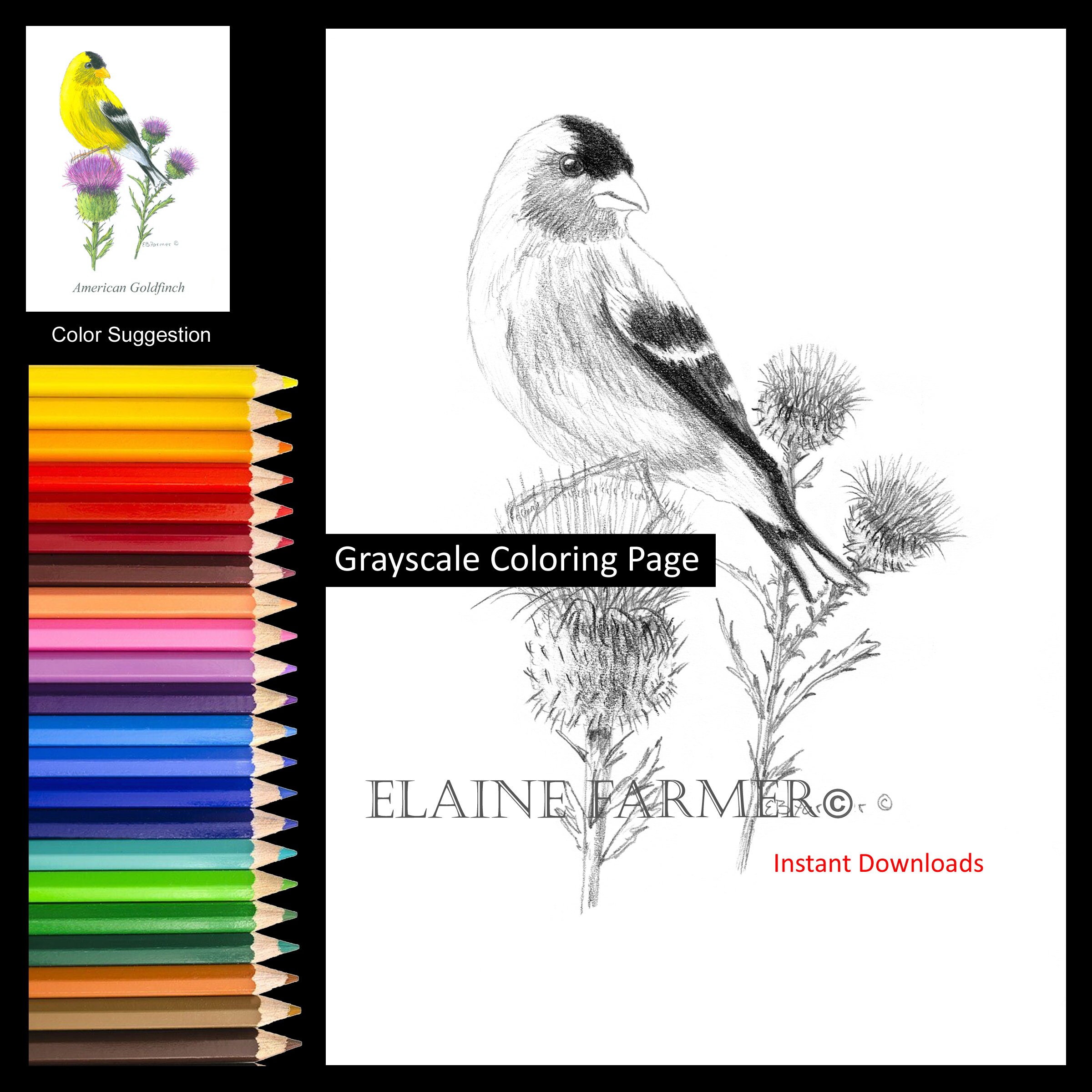 Buy american goldfinch bird yellow on thistle coloring pages online in india