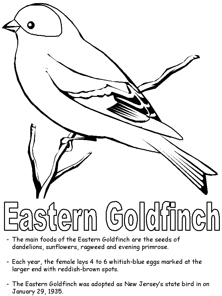 Eastern goldfinch coloring page