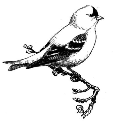 Eastern goldfinch coloring page coloring pages goldfinch bird art