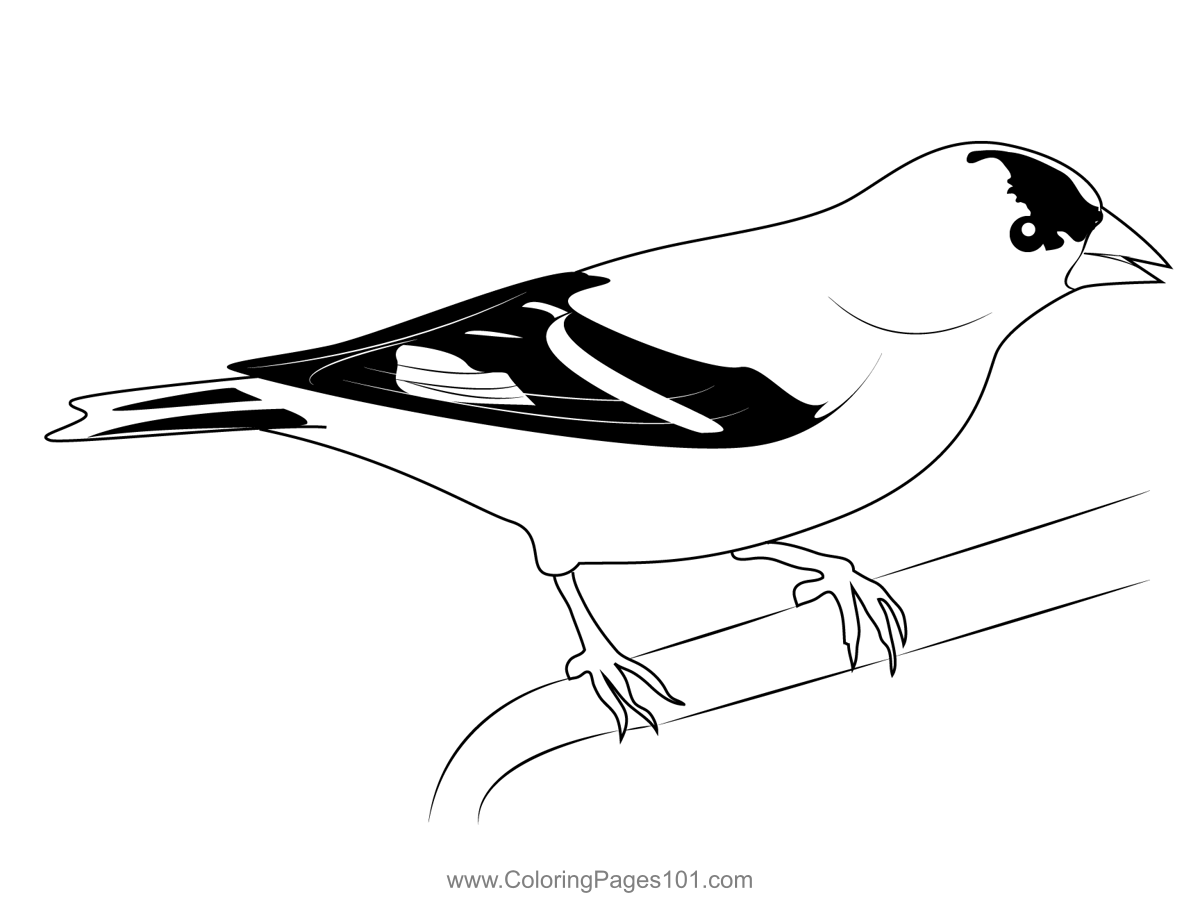 American goldfinch coloring page for kids