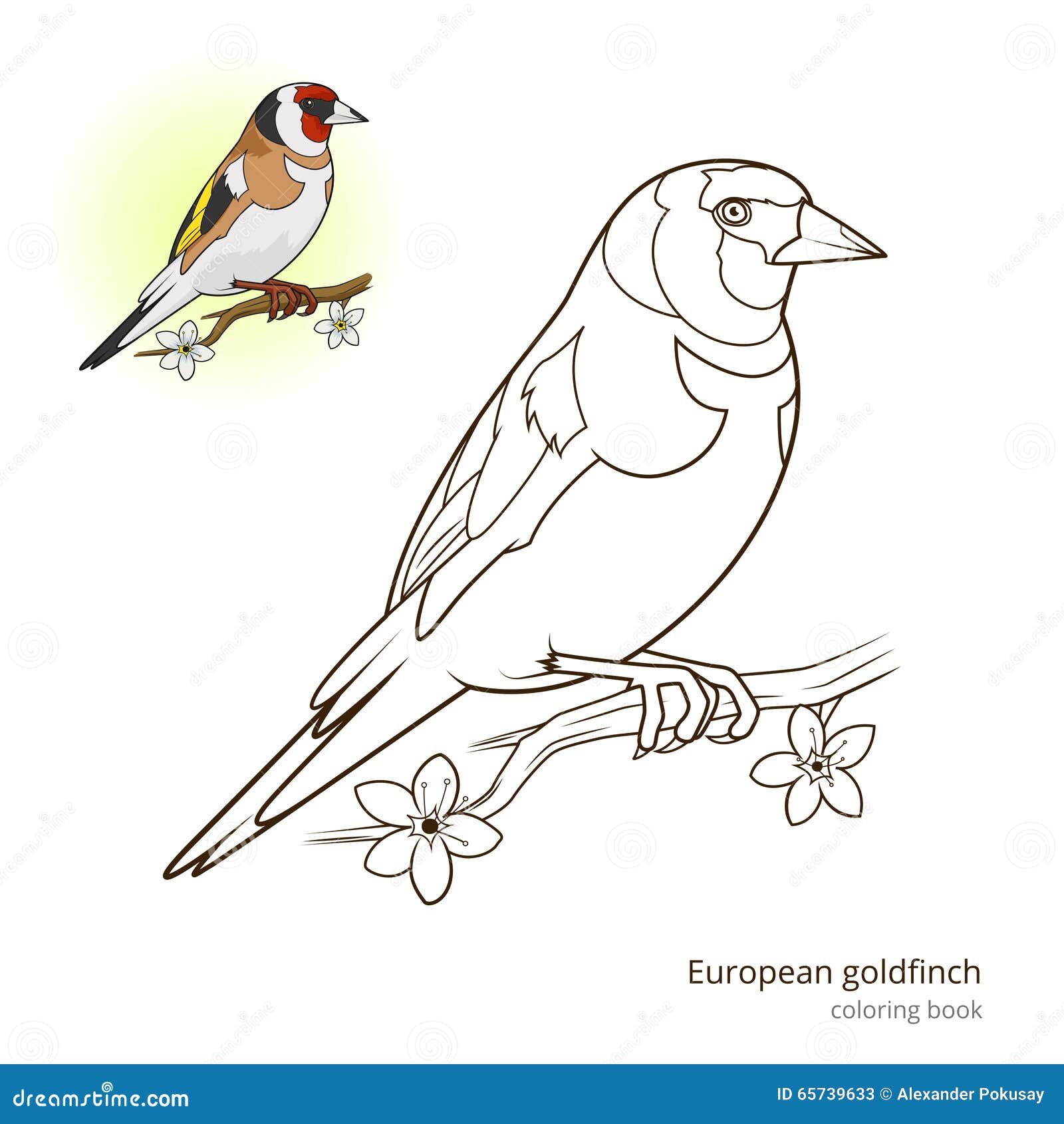 Coloring goldfinch stock illustrations â coloring goldfinch stock illustrations vectors clipart