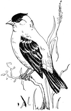 American goldfinch coloring page supercoloring bird coloring pages bird drawings goldfinch