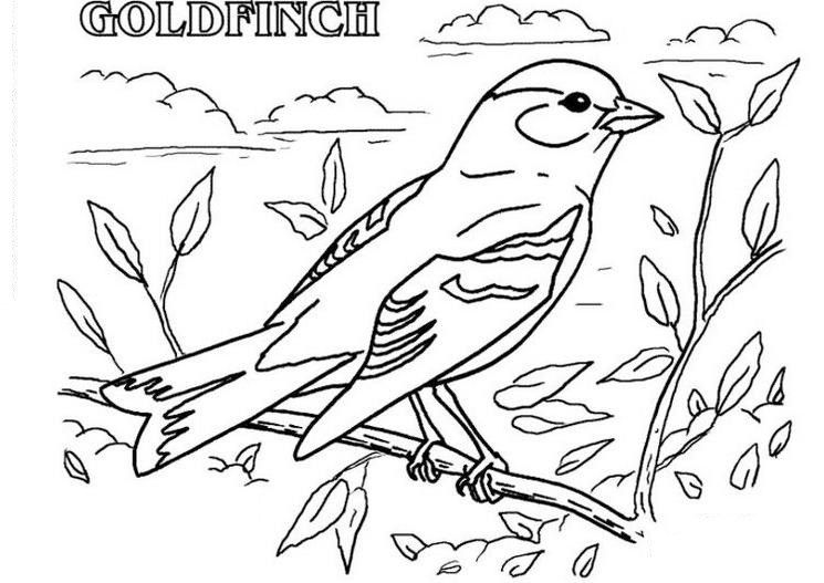 If you are looking for sites giving coloring file like american goldfinch pictures then you will find it so manâ coloring pages animal coloring pages goldfinch