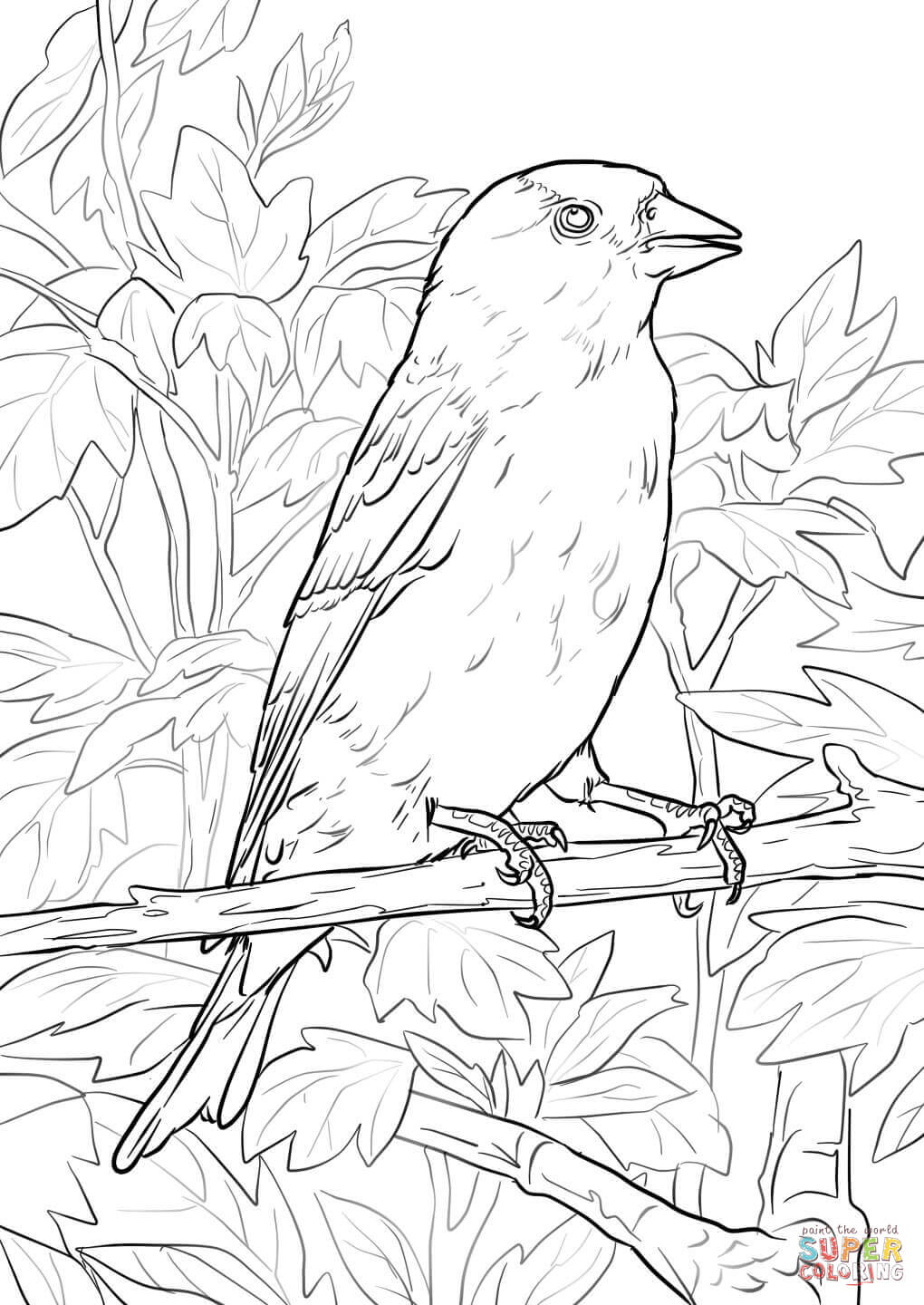 Eastern goldfinch coloring page free printable coloring pages