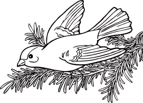 Goldfinch coloring pages free coloring pages