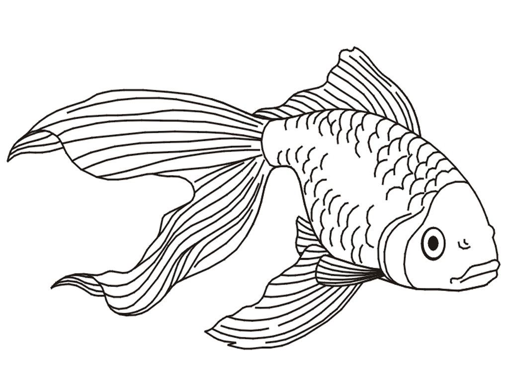 Printable goldfish coloring pages fish coloring page animal coloring pages fish drawings