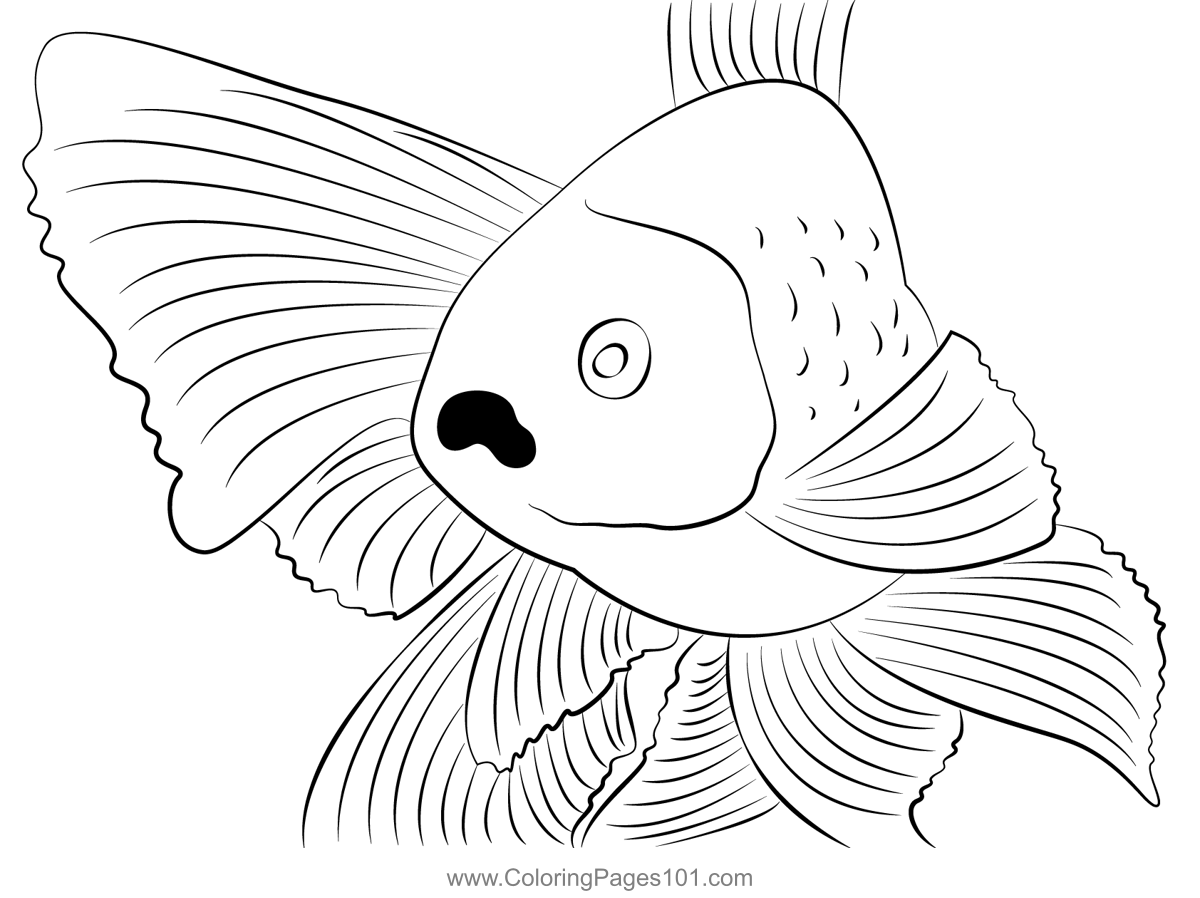 Goldfish male see coloring page coloring pages goldfish printable coloring pages