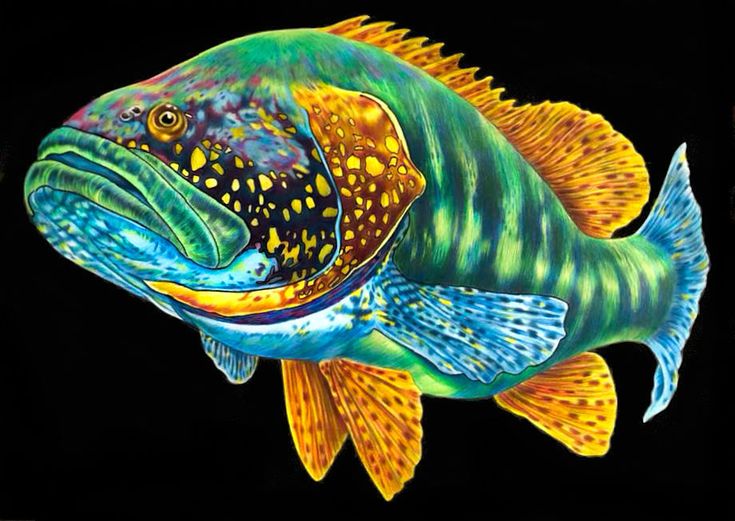 Goliath grouper oil pastel paintings colour wheel theory animal art