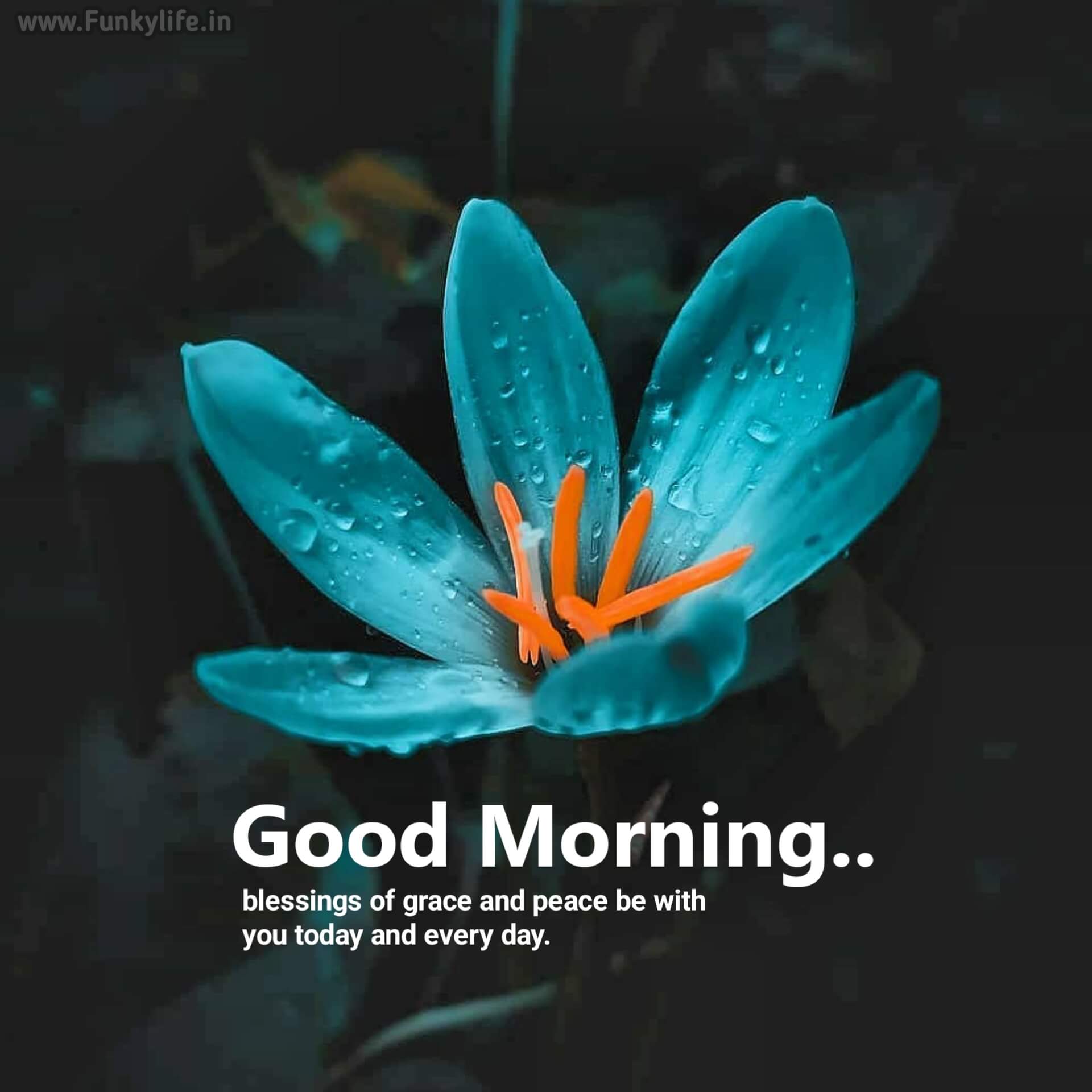 Download Free 100 + good morning quotes Wallpapers