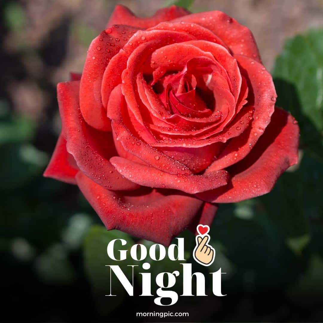 Download Free 100 + good night flower Wallpapers