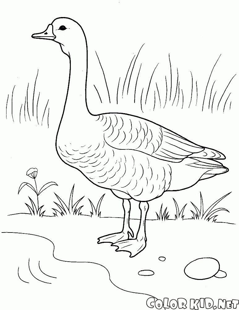 Coloring page