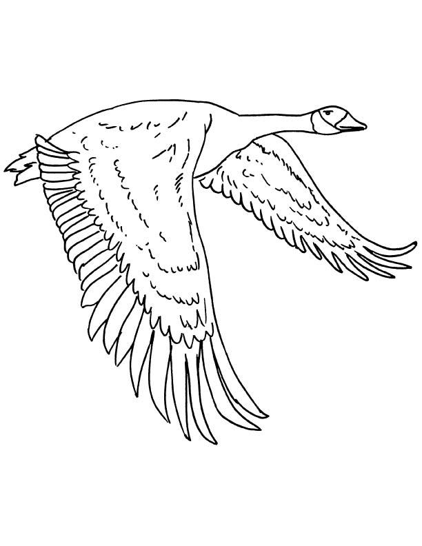 Canadian goose coloring page download free canadian goose coloring page for kids best coloring pages