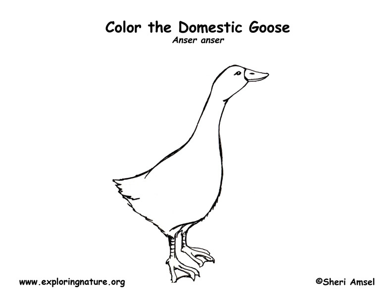 Goose coloring page