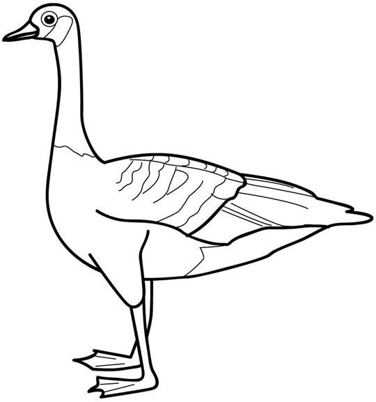 Canada goose color page free printable coloring sheets for kids