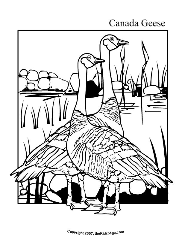 Canada geese free coloring pages for kids