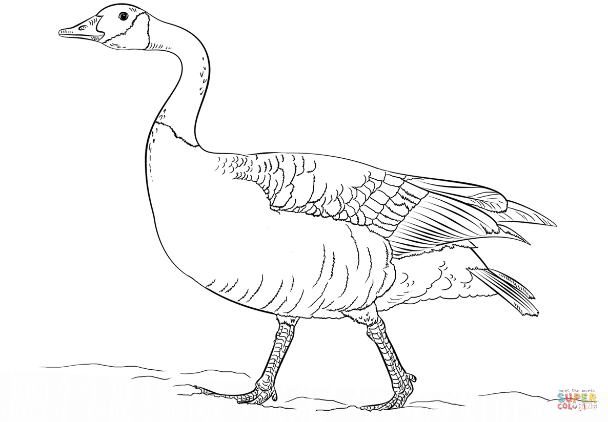 Canadian goose walking coloring page free printable coloring pages