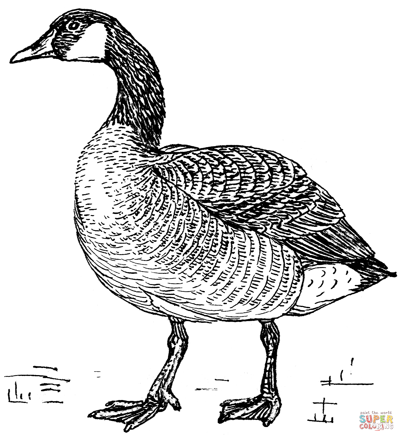 Canada goose coloring page free printable coloring pages