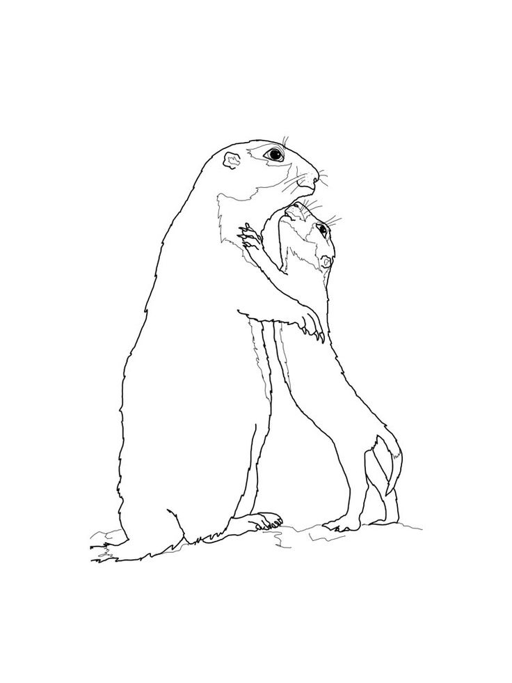 Gopher coloring pages animal coloring pages owl coloring pages coloring pages