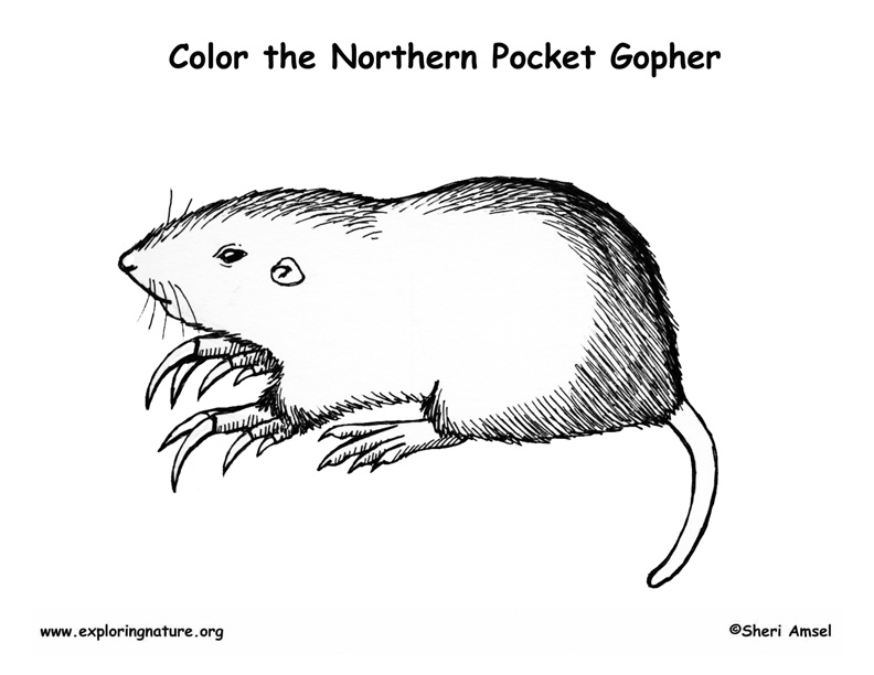 Pocket gopher coloring page