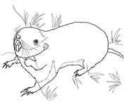 Gopher coloring pages free coloring pages