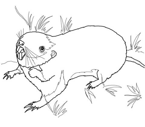 Pocket gopher coloring page free printable coloring pages