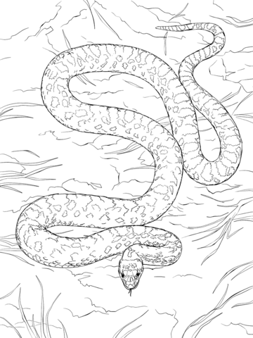 Gopher snake coloring page free printable coloring pages snake coloring pages coloring pages animal coloring pages