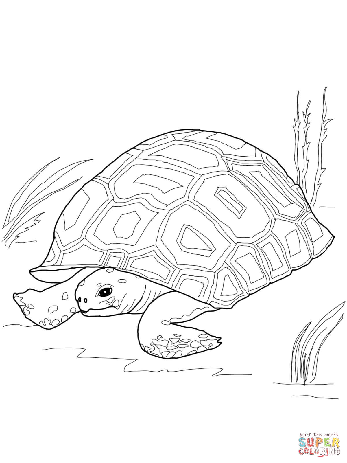 Gopher tortoise coloring page free printable coloring pages