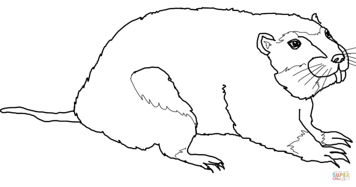 Gopher coloring page free printable coloring pages