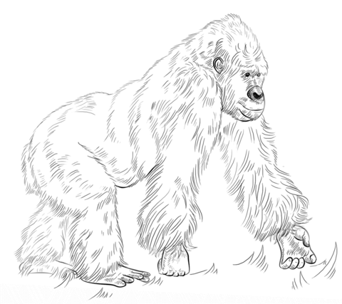 Silverback gorilla coloring page free printable coloring pages