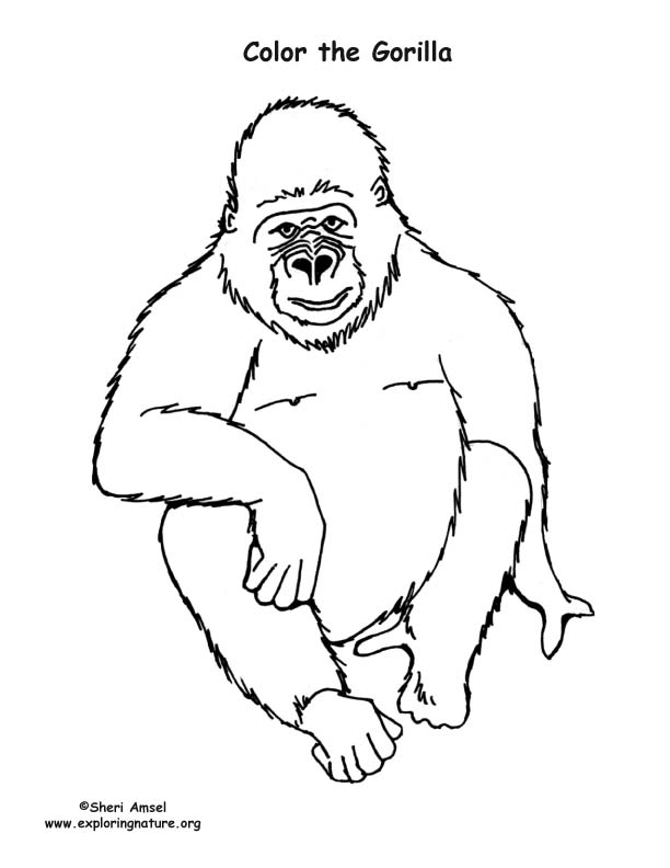 Gorilla coloring page