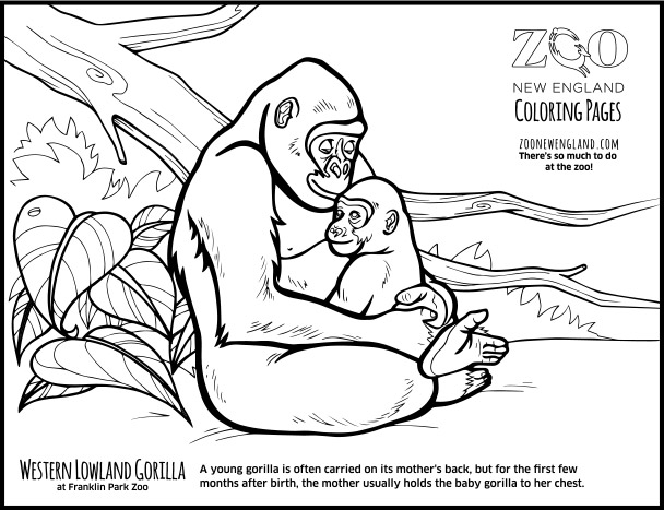 Color a gorilla