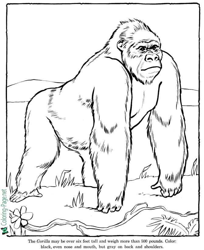 Gorilla coloring pages zoo