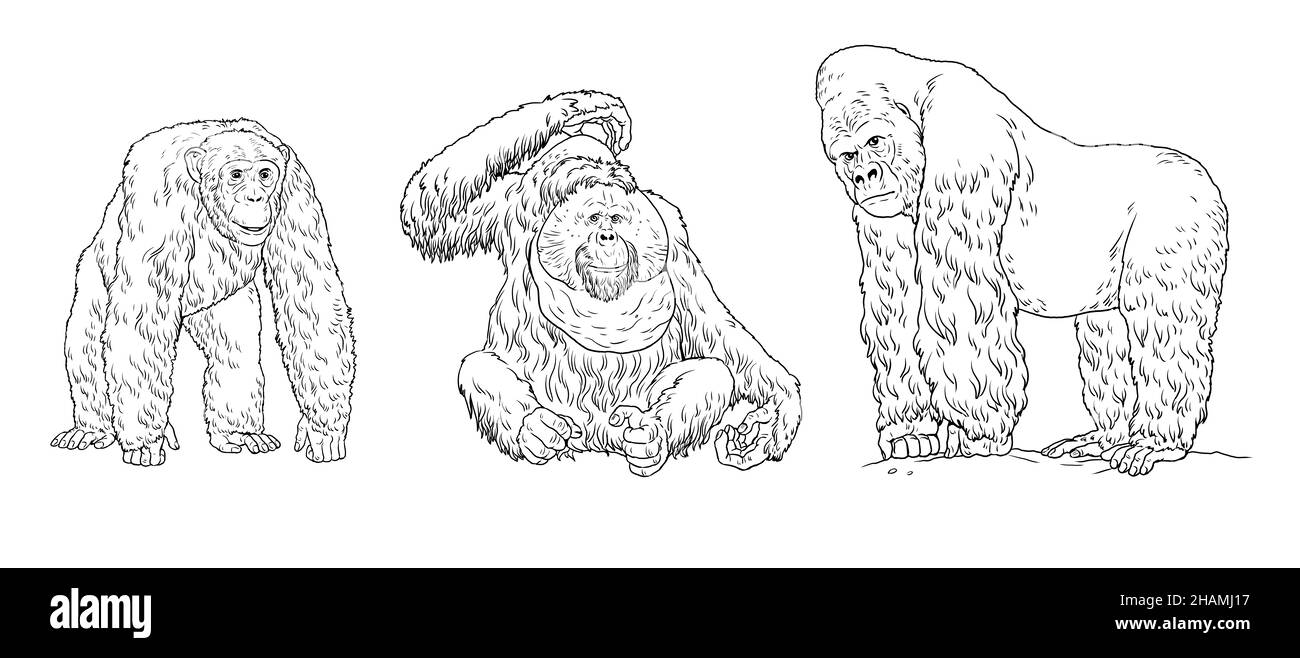Gorilla orangutan chimpanzee illustration big apes for coloring book stock photo