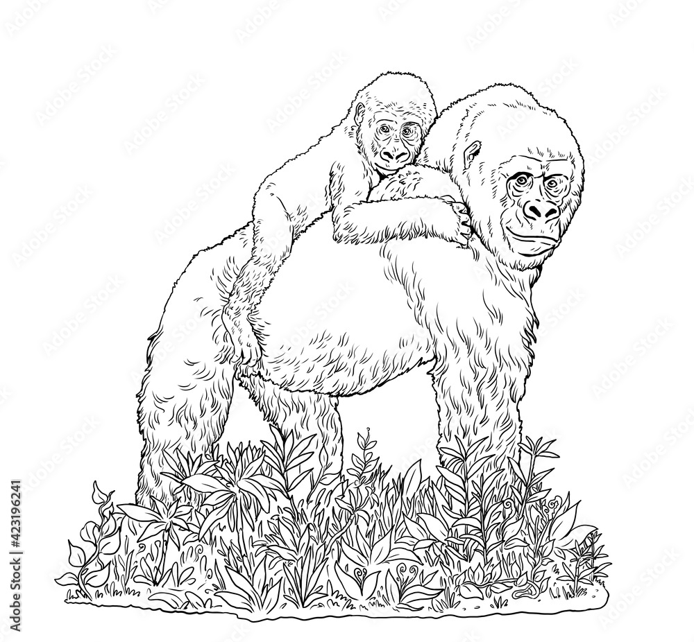 Gorilla female with her baby endangered species drawing african animals picture for coloring illustration