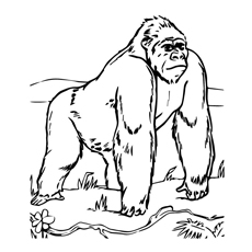 Cute free printable gorilla coloring pages online