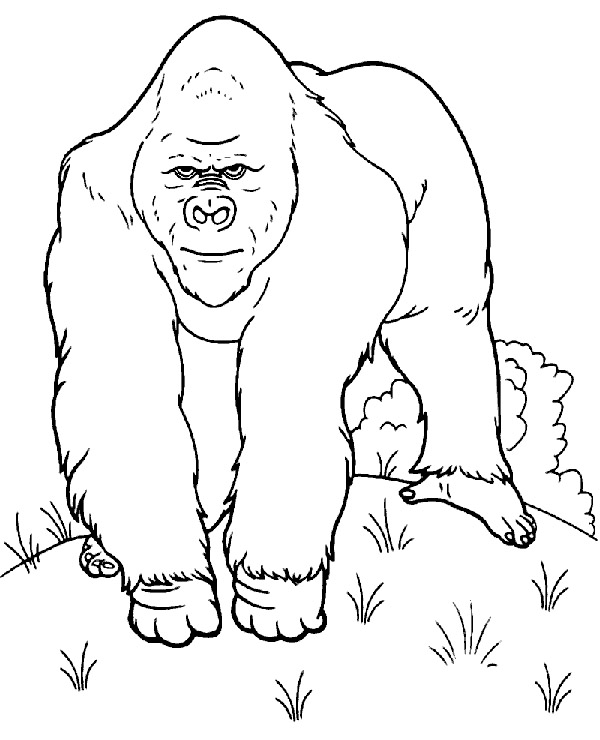Realistic gorilla coloring page to print