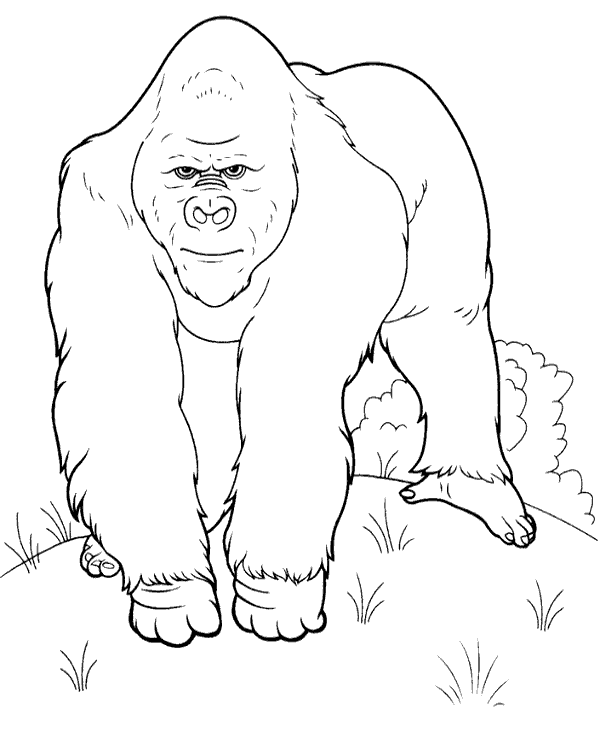 Single gorilla coloring page