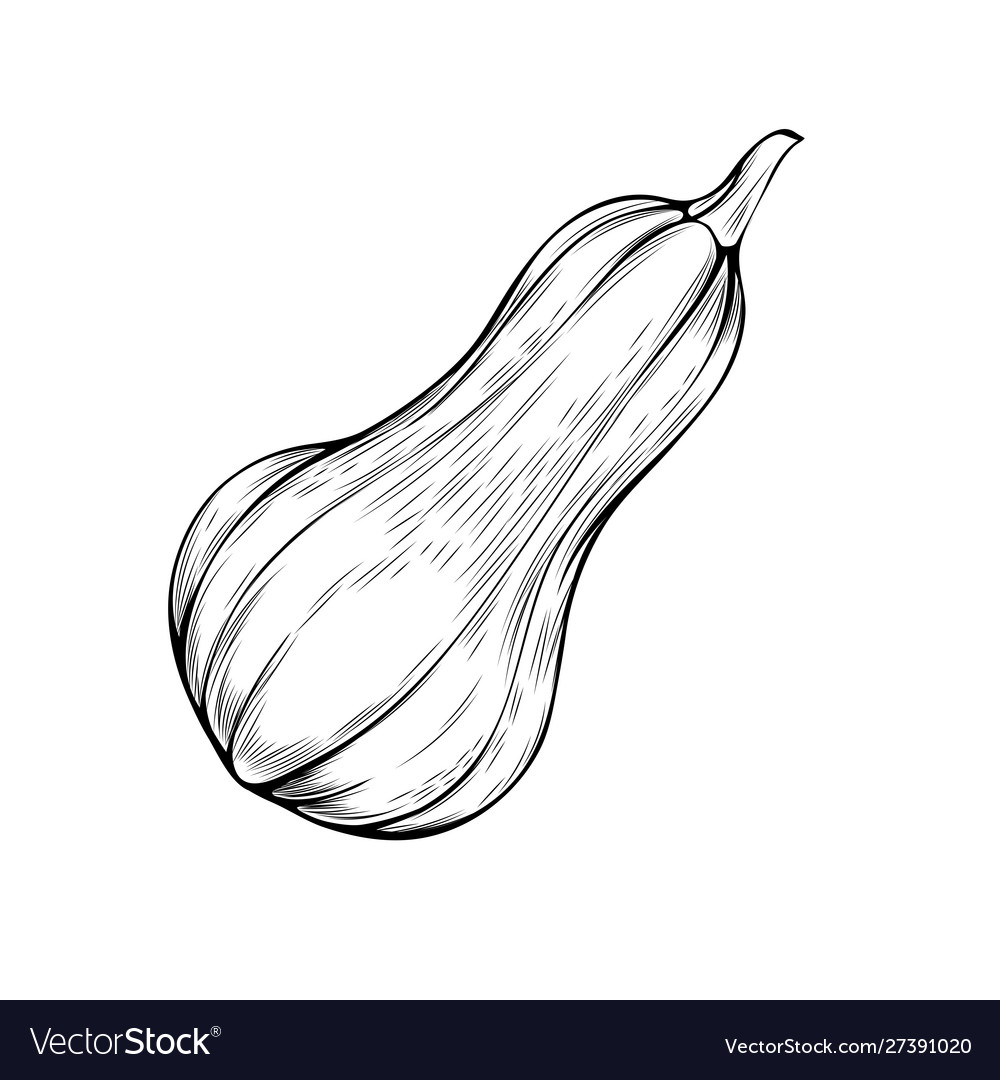 Organic gourd coloring book royalty free vector image