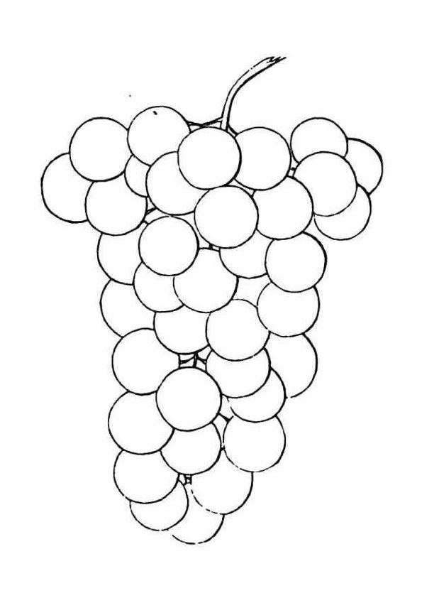 Coloring pages grapes printable coloring page