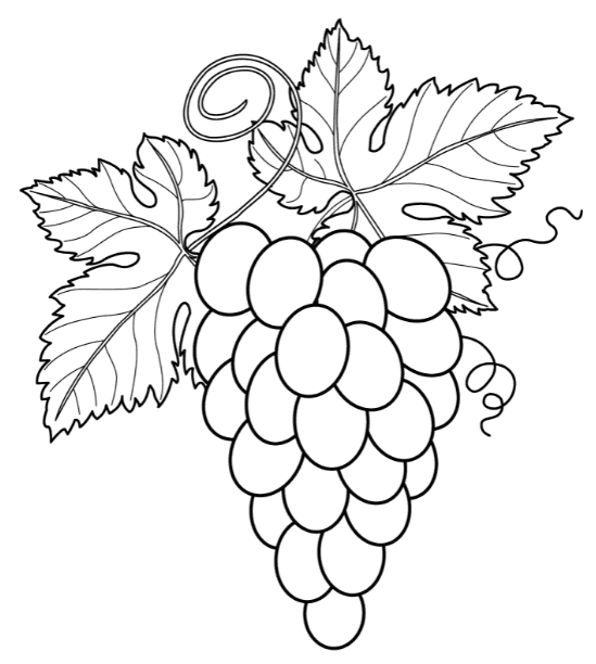 Grapes coloring pages printable for free download