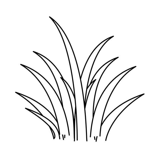 Plants world grass coloring pages color luna flower coloring pages grass drawing grass clipart