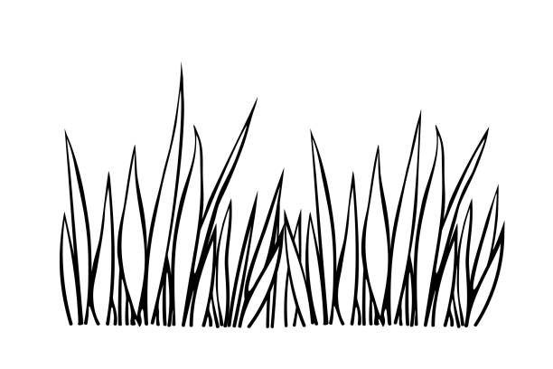 Grass coloring page stock illustrations royalty