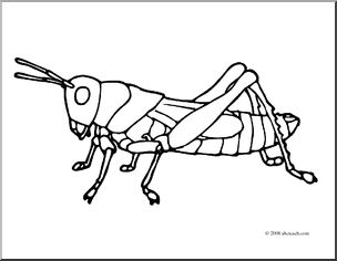 Clip art insects grasshopper coloring page i