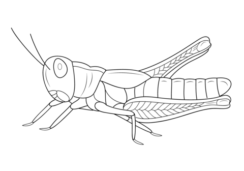 Grasshopper coloring page free printable coloring pages