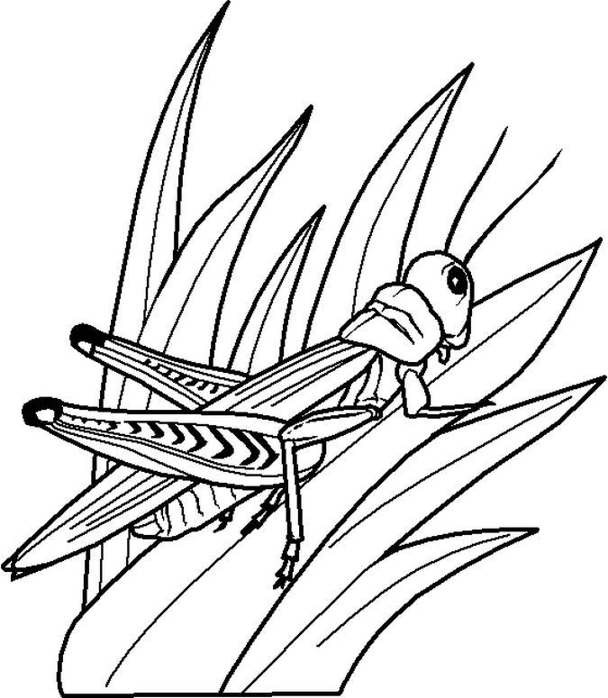 Grasshopper coloring pages for kids insect coloring pages bug coloring pages coloring pages