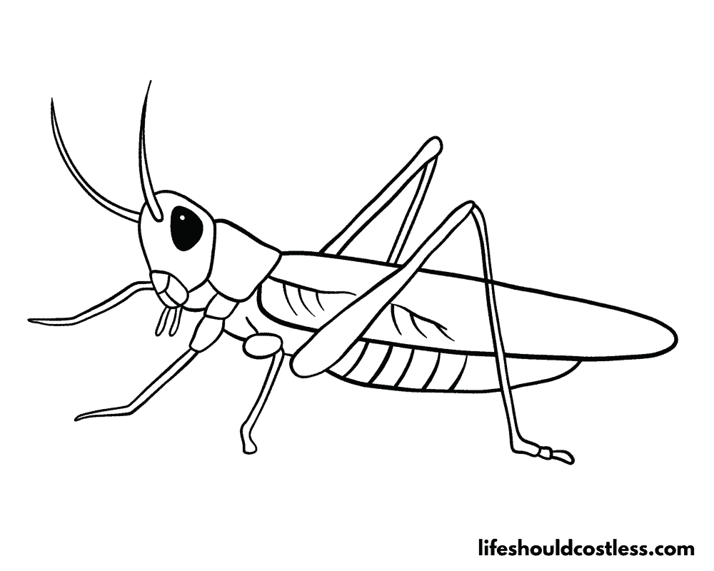 Grasshopper coloring pages free printable pdf templates